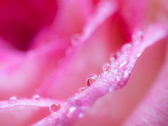软焦点关闭美丽的玫瑰花背景纹理粉红色的玫瑰花瓣为背景