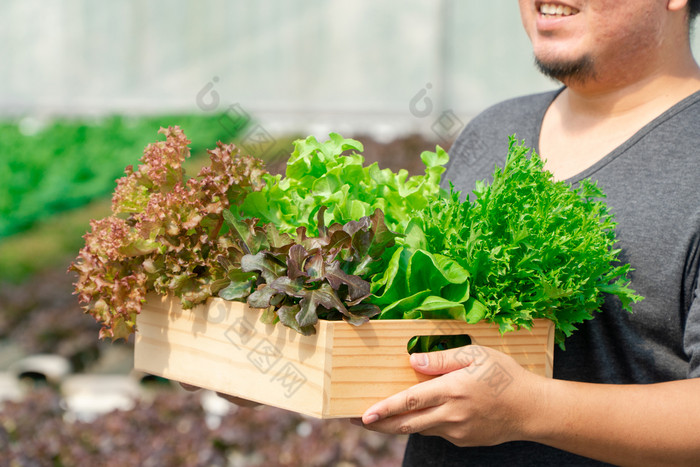 亚洲农民手携带新鲜的有机蔬菜球生菜格林博生菜绿色橡木木盒子从水培法农场健康的有机食物概念