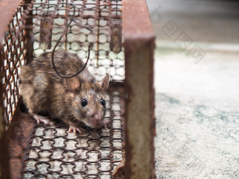 的老鼠是<strong>笼子</strong>里捕捉老鼠的老鼠有危机蔓延的疾病人类这样的钩端螺旋体病瘟疫房屋和住宅应该不有老鼠的眼睛老鼠显示恐惧