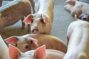 集团猪那看起来健康的当地的东盟猪农场牲畜的概念<strong>标准化</strong>和清洁农业没有当地的疾病条件那影响小猪增长繁殖能力