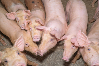 集团猪那看起来健康的当地的东盟猪农场牲畜的概念<strong>标准化</strong>和清洁农业没有当地的疾病条件那影响小猪增长繁殖能力