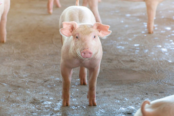 月一年老小猪那看起来健康的当地的东盟猪农场的概念标准化和清洁农业没有当地的疾病条件那影响猪增长繁殖能力