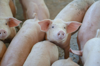 集团猪那看起来健康的当地的东盟猪农场牲畜的概念<strong>标准化</strong>和清洁农业没有当地的疾病条件那影响猪增长繁殖能力