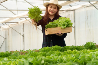 亚洲女人农民收获新鲜的沙拉蔬菜水培植物系统农场的温室市场概念新鲜的蔬菜和健康的食物业务和农业行业
