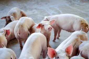 集团猪那看起来健康的当地的东盟猪农场牲畜的概念标准化和清洁农业没有当地的疾病条件那影响猪增长繁殖能力
