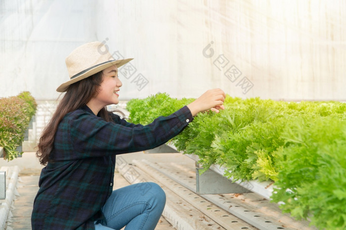 亚洲女人农民收获新鲜的蔬菜沙拉水培植物系统农场的温室为水光和温度控制概念健康的食物和农业技术