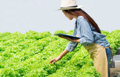 亚洲农民女人持有剪贴板和生蔬菜沙拉为检查质量水培农场系统的温室概念水光温度控制环境有机食物