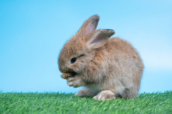 毛茸茸的和毛茸茸的可爱的黑色的兔子站两个腿绿色草和蓝色的背景和清洁的前面腿概念啮齿动物宠物和复活节