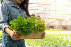 亚洲农民女人持有木盒子填满与沙拉蔬菜水培农场系统温室概念有机食物控制的环境照明温度水