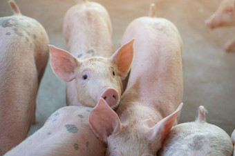 集团猪那看起来健康的当地的东盟猪农场牲畜的概念<strong>标准化</strong>和清洁农业没有当地的疾病条件那影响猪增长繁殖能力
