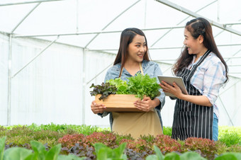 快乐亚洲女人农民持有蔬菜篮子和平板电脑和微笑后收获蔬菜从的水培农场概念高数量控制和质量为水培农场