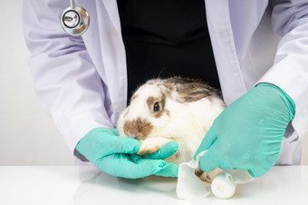 兽医使用绷带包装周围的毛茸茸的兔子破碎的腿贴边的腿概念动物医疗保健与专业动物医院