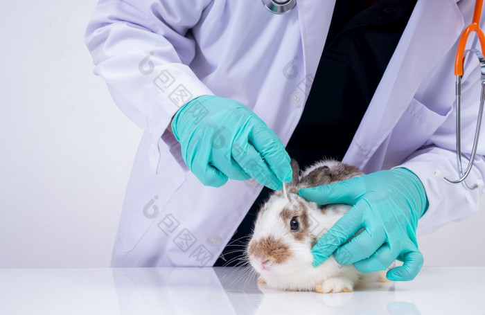 兽医使用棉花拭子检查的毛茸茸的兔子眼睛和检查为的真菌概念动物医疗保健与专业动物医院