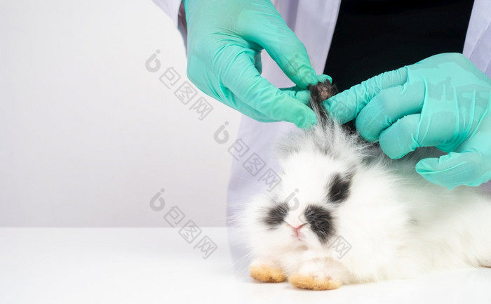 兽医使用棉花拭子检查的毛茸茸的兔子耳朵和检查为的真菌概念动物医疗保健与专业动物医院