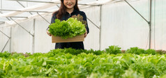 亚洲女人农民收获新鲜的沙拉蔬菜水培植物系统农场的温室市场概念新鲜的蔬菜和健康的食物业务和农业行业