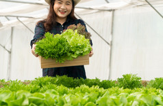 亚洲女人农民收获新鲜的沙拉蔬菜水培植物系统农场的温室市场概念新鲜的蔬菜和健康的食物业务和农业行业