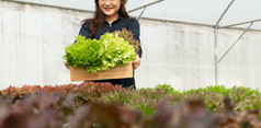 亚洲女人农民收获新鲜的沙拉蔬菜水培植物系统农场的温室市场概念新鲜的蔬菜和健康的食物业务和农业行业