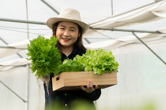 亚洲女人农民收获新鲜的沙拉蔬菜水培植物系统农场的温室市场概念新鲜的蔬菜和健康的食物业务和农业行业