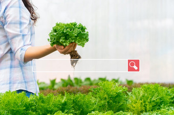 搜索浏览互联网酒吧在背景农民女人持有生蔬菜沙拉为水培农场搜索浏览互联网数据<strong>信息网络</strong>概念
