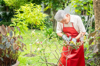 快乐和微笑亚洲老上了年纪的男人。修剪树枝和花为爱好后退休首页概念快乐生活方式和好健康为老年人
