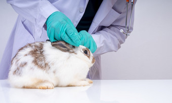 兽医使用棉花拭子检查的毛茸茸的兔子眼睛和检查为的真菌概念动物医疗保健与专业动物医院