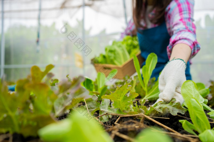 女人农民持有篮子新鲜的蔬菜沙拉和检查蔬菜为发现害虫有机农场温室花园概念农业有机为健康素食主义者食物