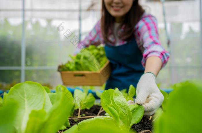 女人农民持有篮子新鲜的蔬菜沙拉和检查蔬菜为发现害虫有机农场温室花园概念农业有机为健康素食主义者食物