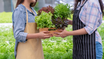 亚洲女人农民持有蔬菜篮子新鲜的蔬菜沙拉有机农场概念农业有机为健康素食主义者食物和小业务