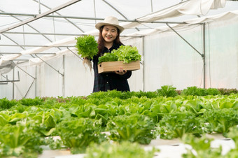 亚洲女人农民收获新鲜的沙拉蔬菜水培植物系统农场的温室市场概念新鲜的蔬菜和健康的食<strong>物业</strong>务和农业行业