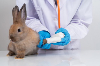 兽医使用绷带包装周围的毛茸茸的兔子破碎的腿贴边的腿概念动物医疗保健与专业动物医院