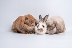 集团毛茸茸的和毛茸茸的可爱的红色的棕色（的）兔子勃起的耳朵是坐着看的相机孤立的白色背景概念啮齿动物宠物和复活节