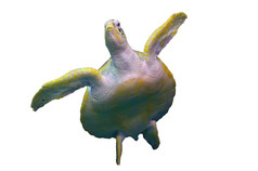 海乌龟游泳白色背景隔离