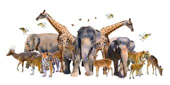 集团野生动物这样的鹿大象长颈鹿和其他野生动物分组在一起白色背景隔离