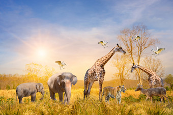 大集团非洲Safari动物<strong>野生动物保护</strong>概念
