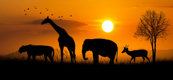 大集团非洲Safari动物野生动物保护概念