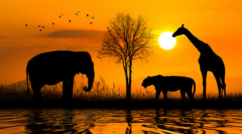 大集团非洲Safari动物野生动物保护概念