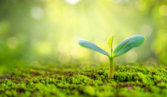 种植幼苗年轻<strong>的植物的</strong>早....光自然背景