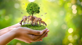 概念自然储备节约野生动物储备老虎鹿全球气候变暖食物面包生态人类手保护的野生和野生动物老虎鹿树的手绿色背景太阳光