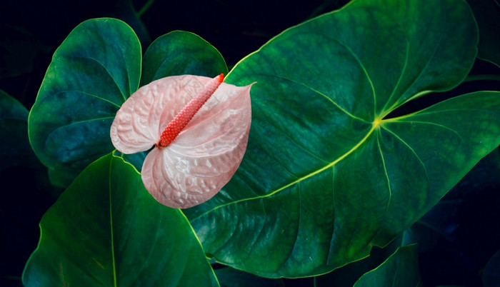 花烛属植物的自然背景有郁郁葱葱的绿色颜色热带叶子色彩斑斓的花黑暗热带树叶自然背景黑暗绿色树叶自然