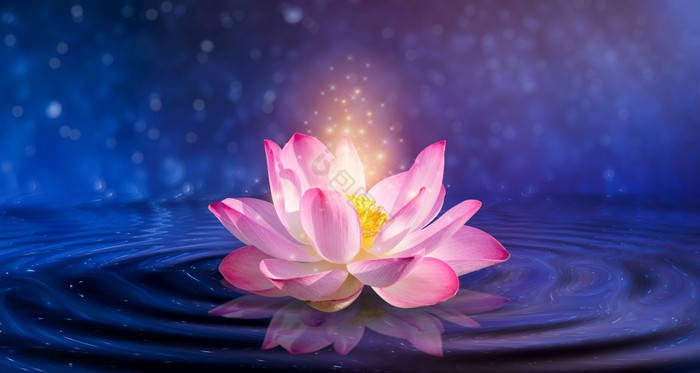 莲花粉的光的浮动光闪耀的图片