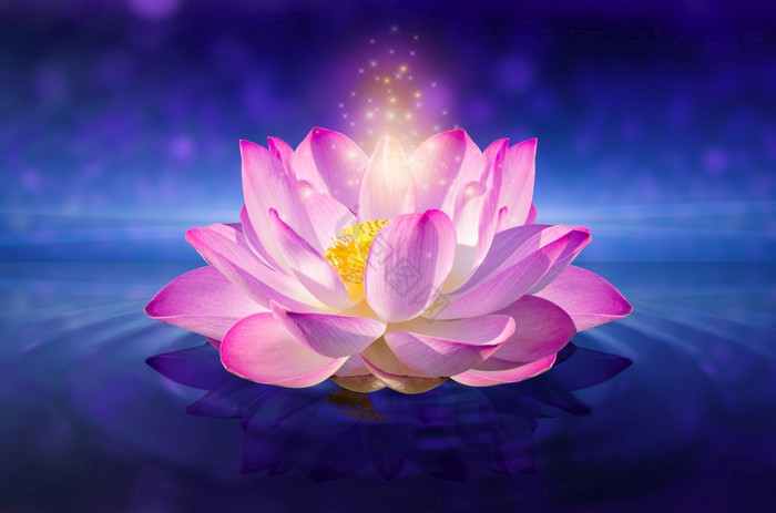 莲花粉的光的浮动光闪耀的图片
