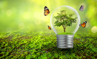 的灯泡位于的<strong>内部</strong>与叶子森林和的树是的光概念<strong>环境</strong>保护和全球气候变暖植物日益增长的<strong>内部</strong>灯灯泡在干