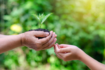成年人婴儿手树环境地球一天的手树日益增长的幼苗散景绿色背景女手持有树自然场草森林保护概念