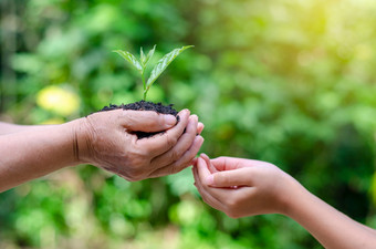 成年人婴儿手树环境<strong>地球</strong>一天的手树日益增长的幼苗散景绿色背景女手持有树自然场草森林<strong>保护</strong>概念