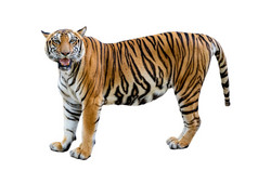 老虎白色背景隔离完整的身体