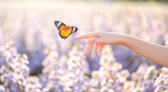 的女孩释放的蝴蝶从的Jar金蓝色的时刻概念自由