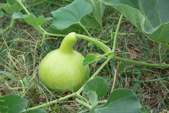 瓶<strong>葫芦葫芦葫芦</strong>地面的花园