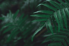 绿色蕨类植物叶子模式背景蕨类植物叶子自然黑暗绿色语气背景