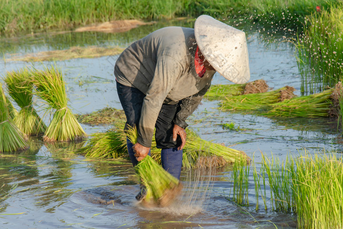 亚洲农民是撤销幼苗大米种植的大米季节准备为种植