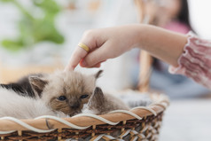 女孩玩与波斯小猫她的小房子周末软焦点模糊背景